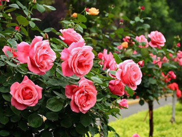 不同颜色玫瑰花的花语是什么？