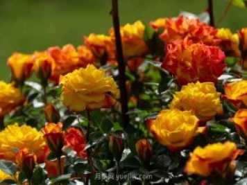 安阳市滑县森林公园月季花开放，赏花打卡正当时