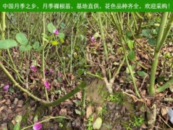 上海龙凤419：月季裸根苗的选购、栽植、肥水、养护技术大全