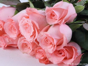 戴安娜玫瑰的花语是什么？有图片的更好？