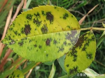 深秋天季节月季出现斑点的病害原因与防治