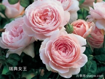 100种月季玫瑰品种图鉴大全，你认识有没有超过10个？