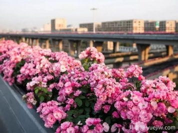 杭州高架月季实现定期开花，是如何进行花期调控的？