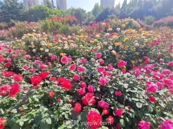 郑州月季公园40万株月季竞相绽放，感受花漾生活