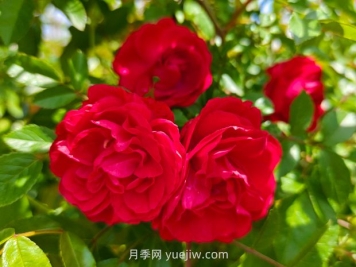 月季红木香爆花机器，花艳丽花量大花期长