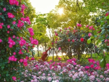 上海前滩休闲公园，月季花海盛景等你赏