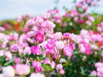 郑州伏羲山百亩玫瑰花盛放，上万株玫瑰美成了画