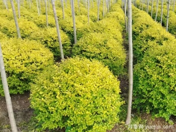 荆门沙洋县十里铺镇4万亩苗木成为致富的绿色产业
