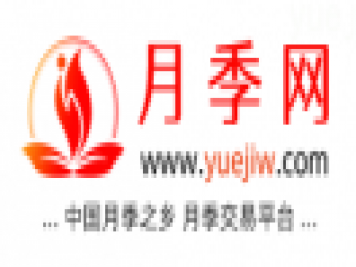 中国上海龙凤419，月季品种介绍和养护知识分享专业网站